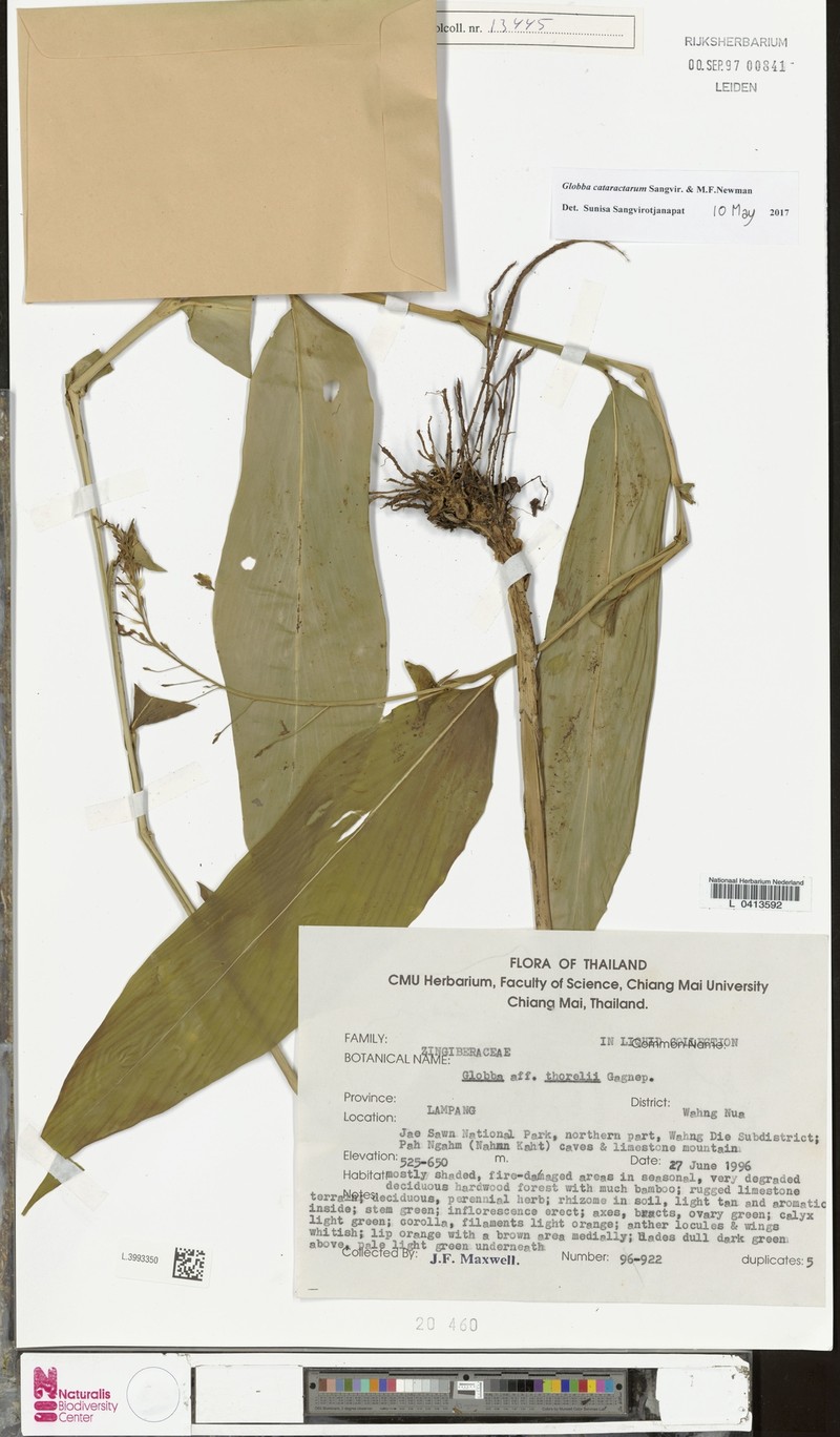 Globba cataractarum photo 3