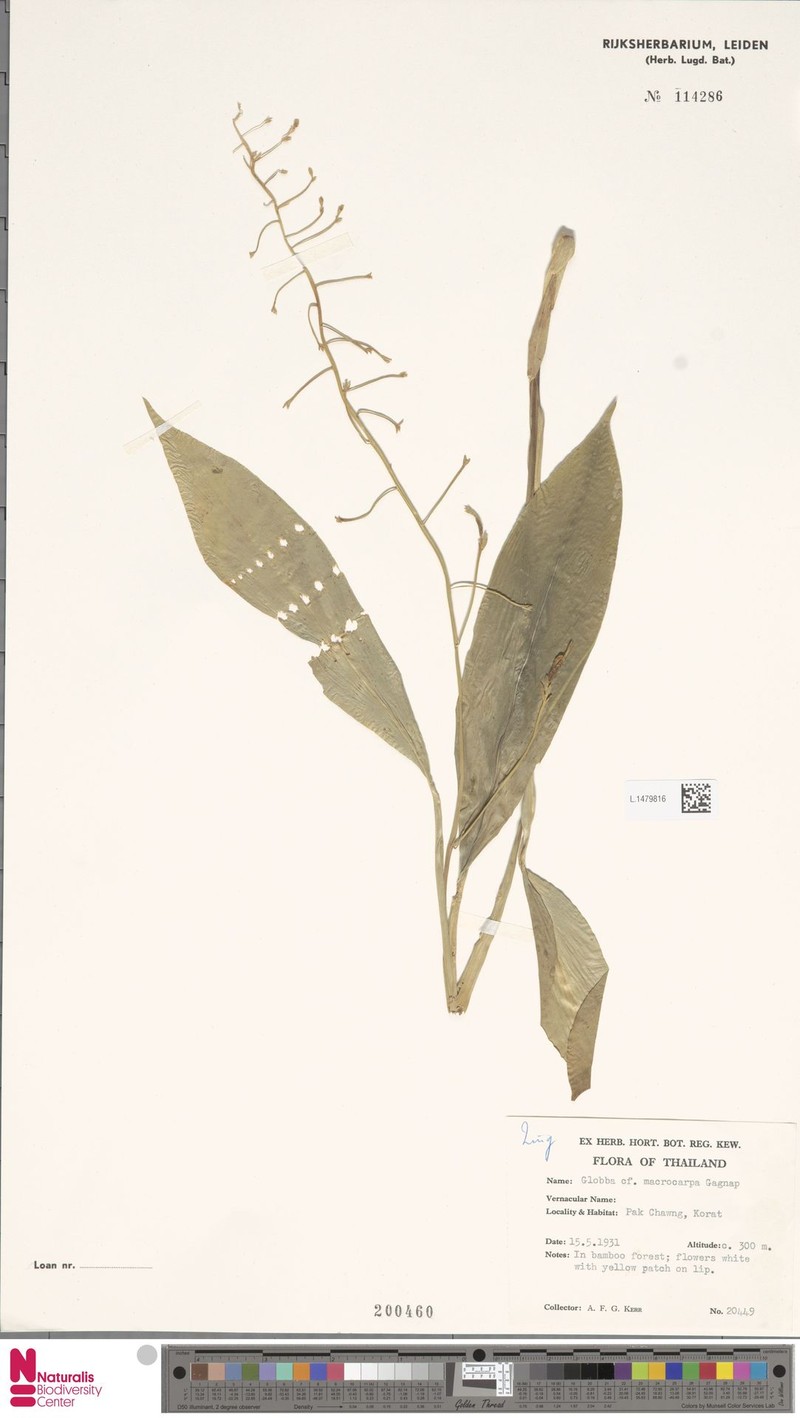 Globba chrysochila