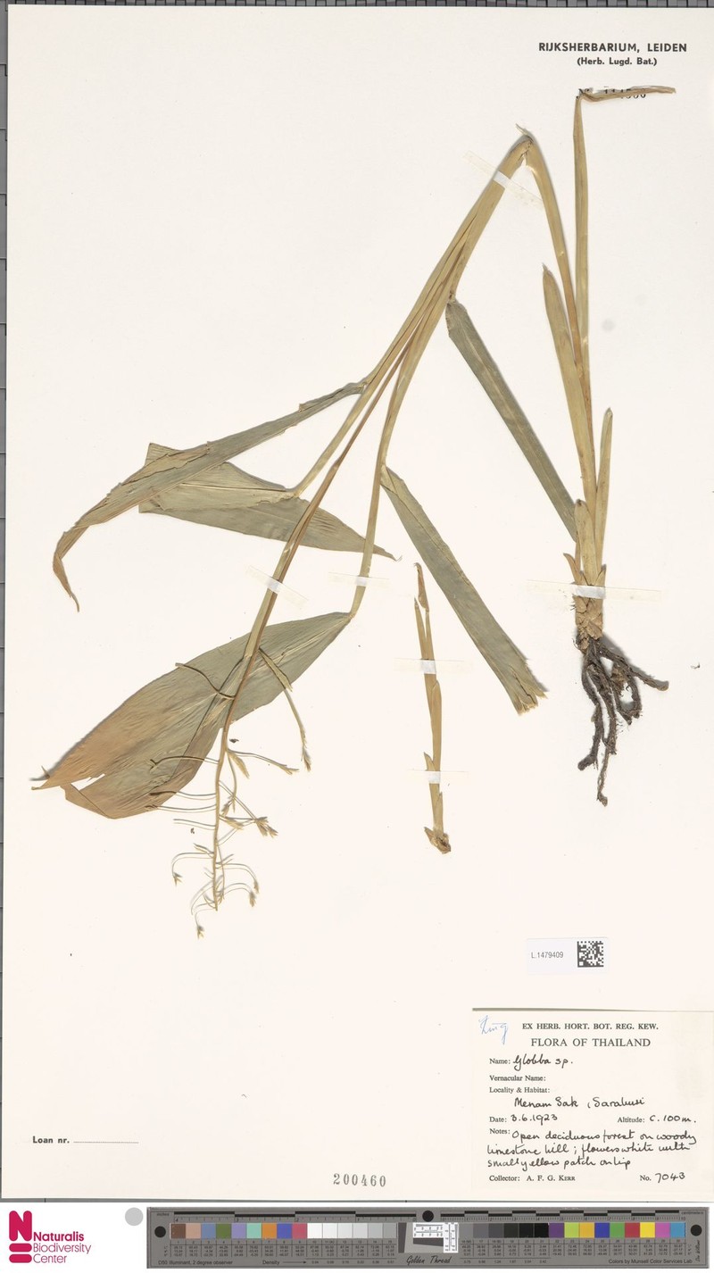 Globba chrysochila photo 2
