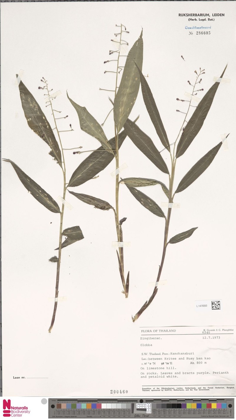 Globba lilacina