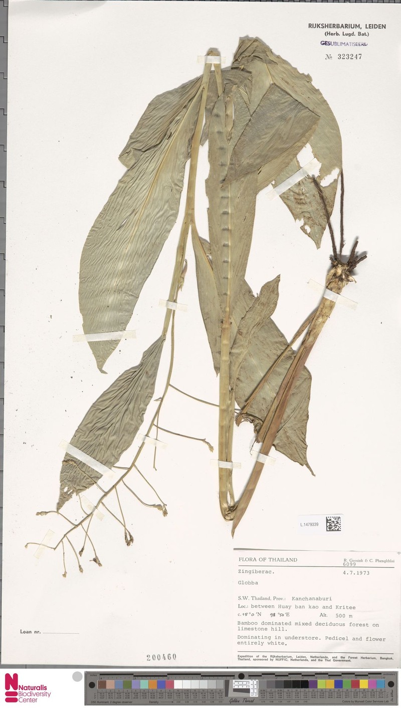 Globba lilacina photo 2