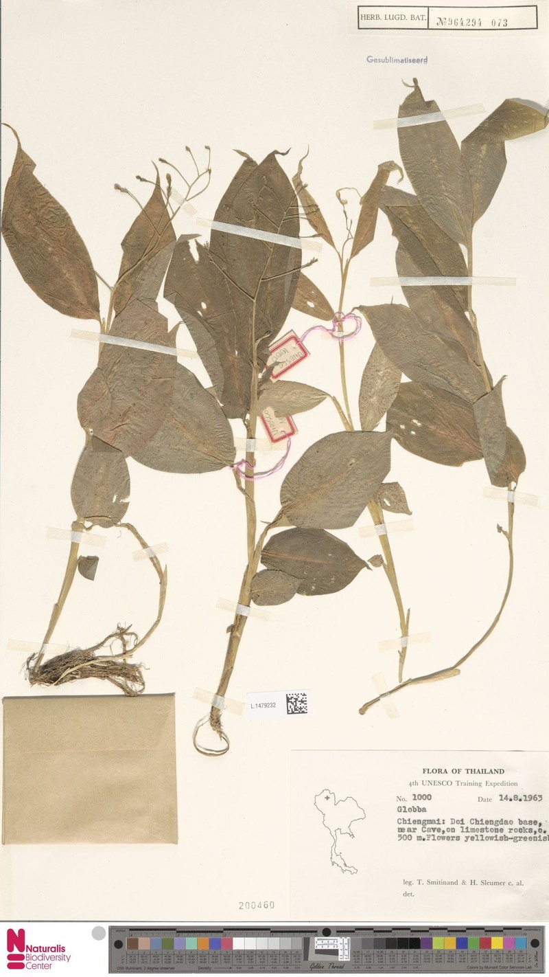 Globba lithophila