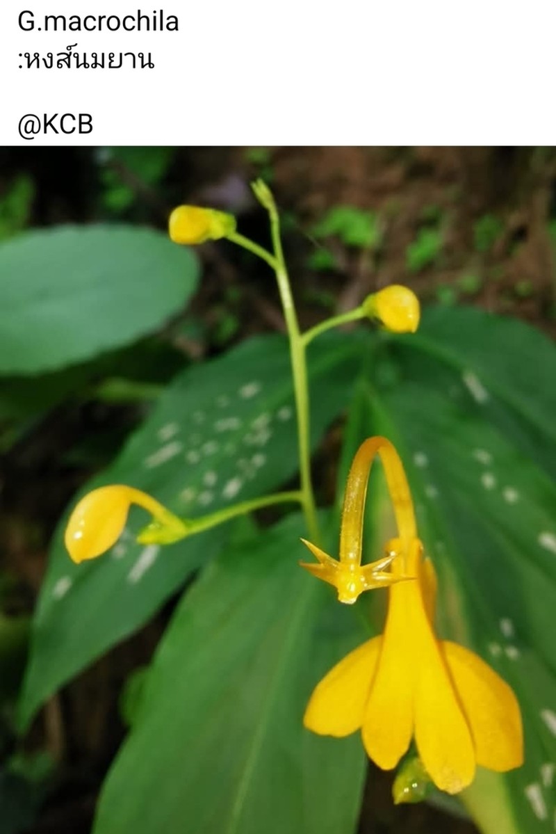 Globba macrochila