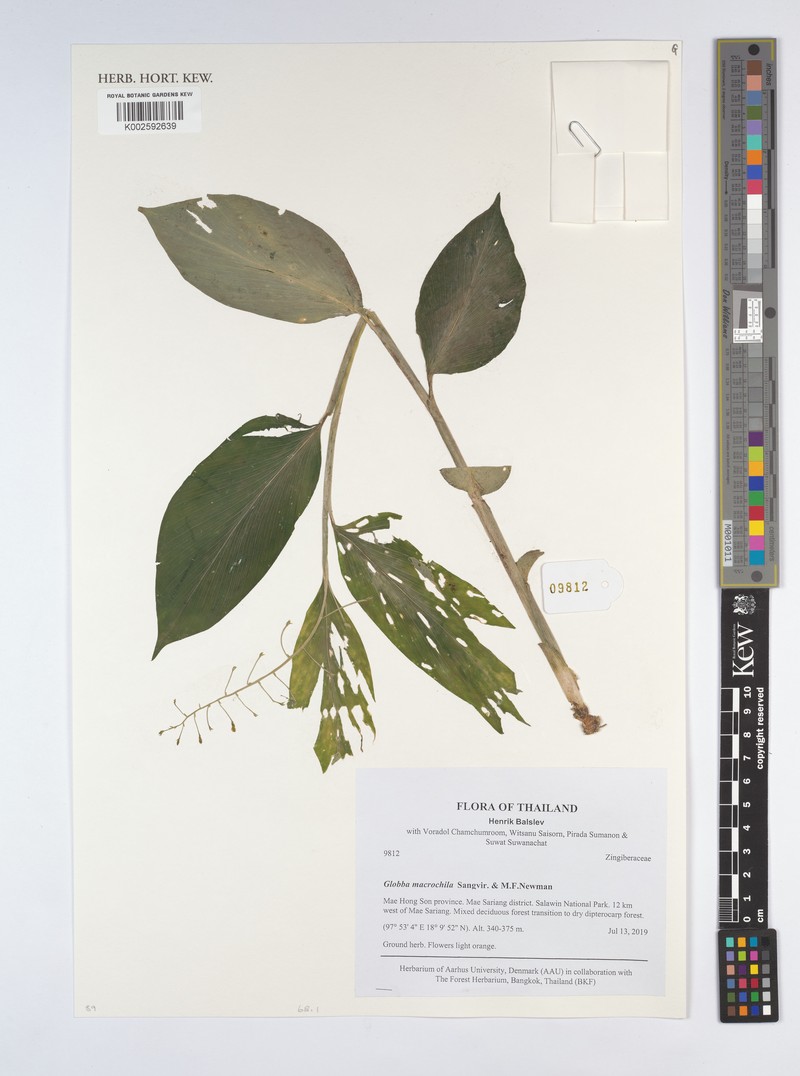 Globba macrochila photo 2