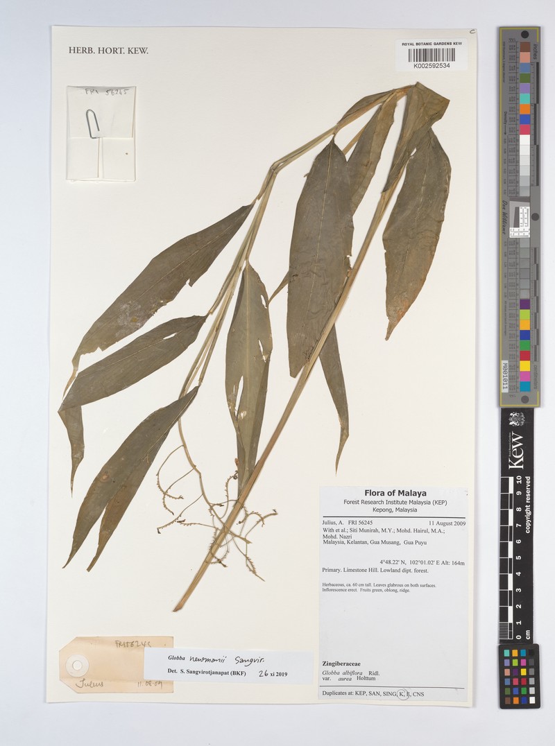 Globba newmanii