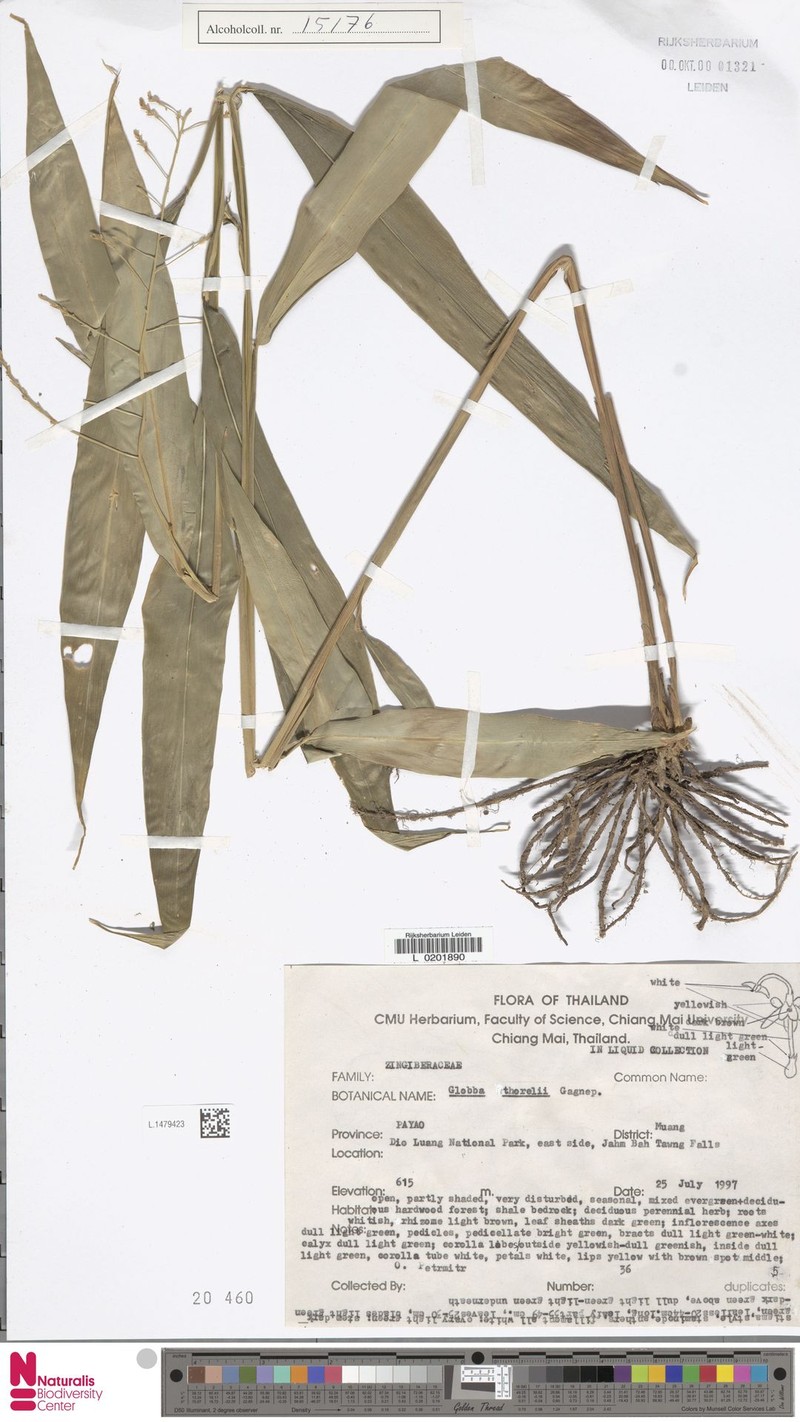 Globba nitens