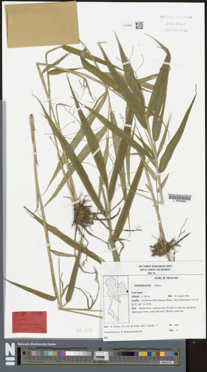 Globba pelecanthera