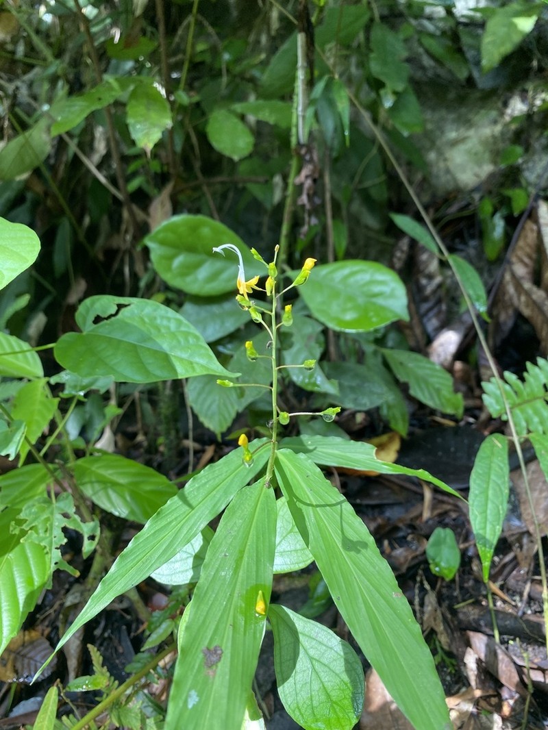 Globba philippinensis