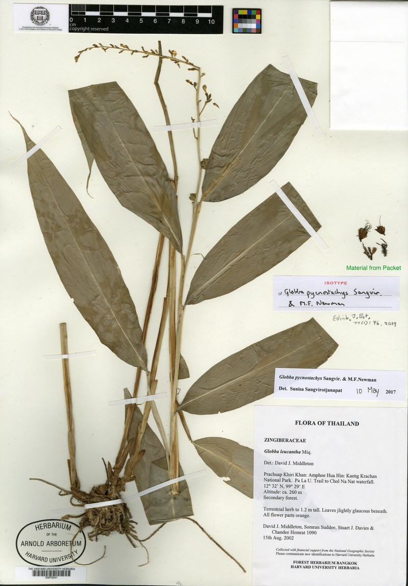 Globba pycnostachys