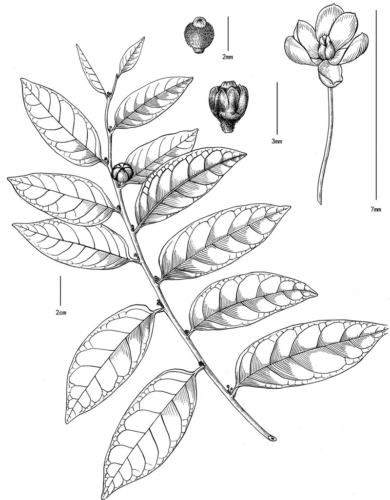 Glochidion lanyuense