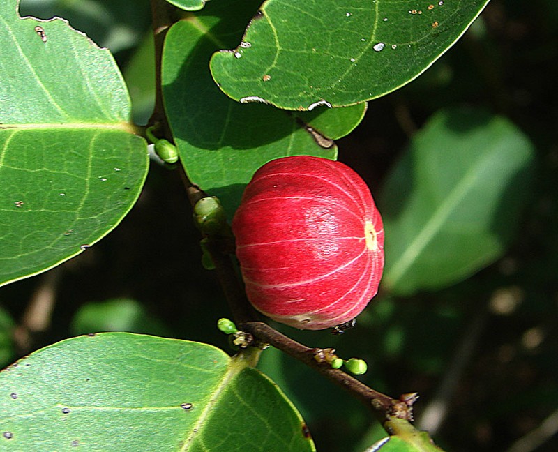 Monkey Apple photo 2