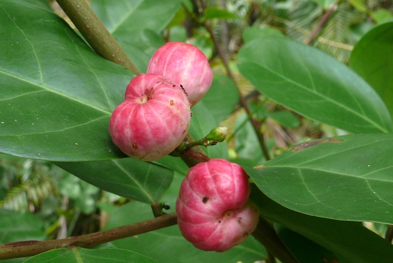 Monkey Apple photo 3