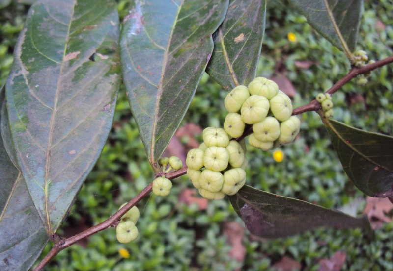 Needlebush photo 2