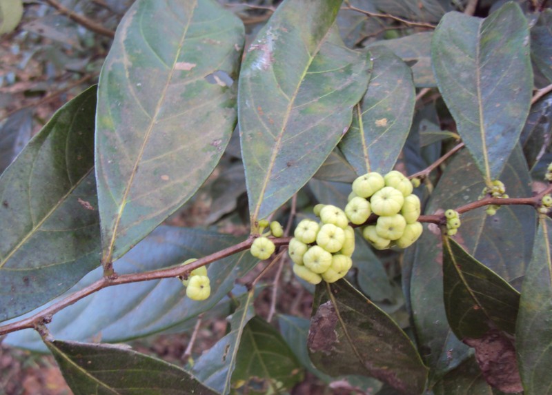 Needlebush photo 3