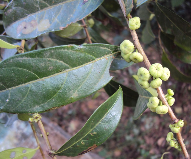 Needlebush photo 4