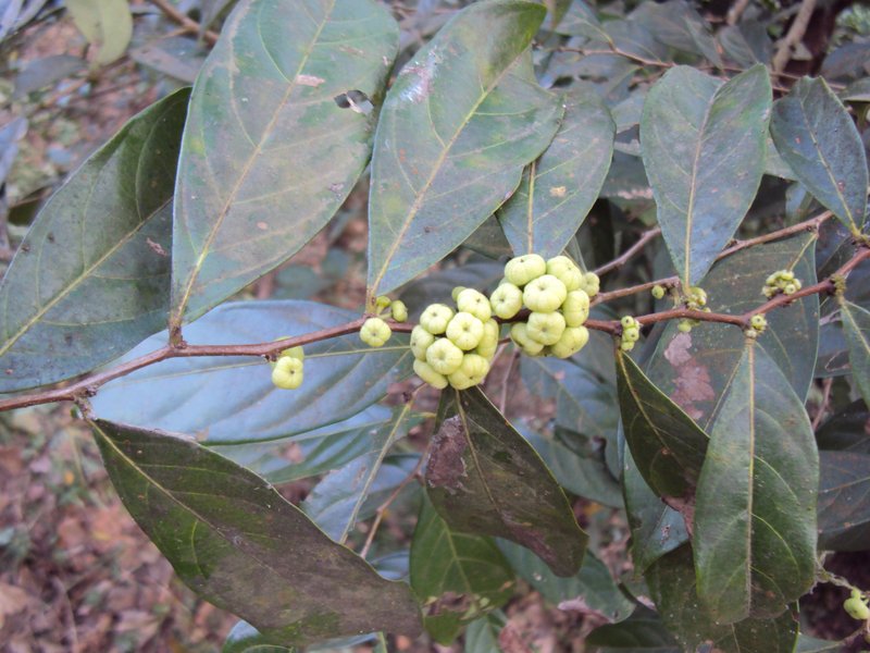 Needlebush photo 6