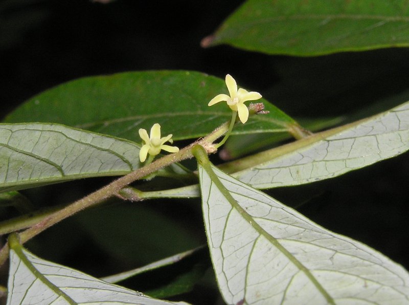 Needlebush photo 7