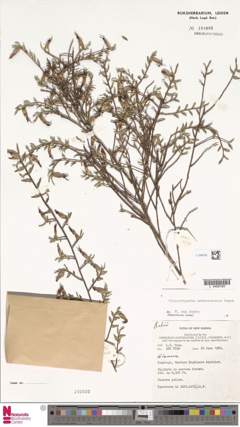 Glomera antaresensis