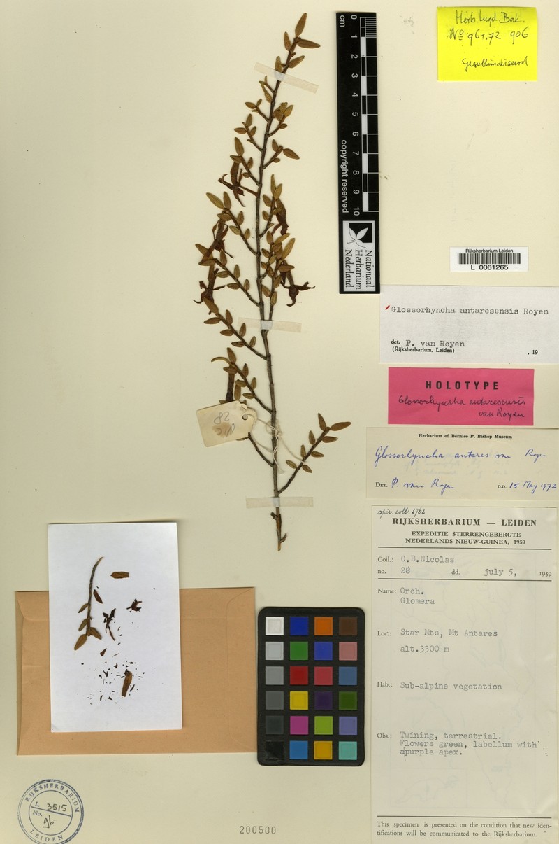 Glomera antaresensis photo 2