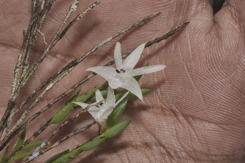 Glomera caespitosa