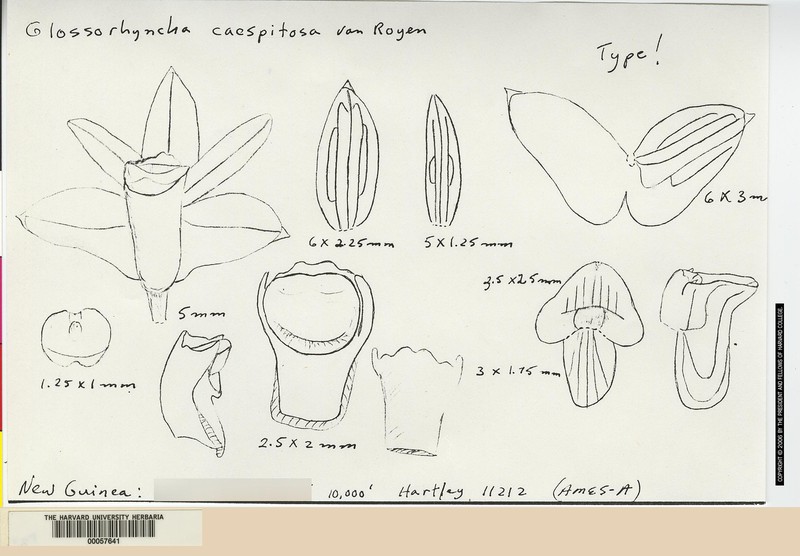 Glomera caespitosa photo 2