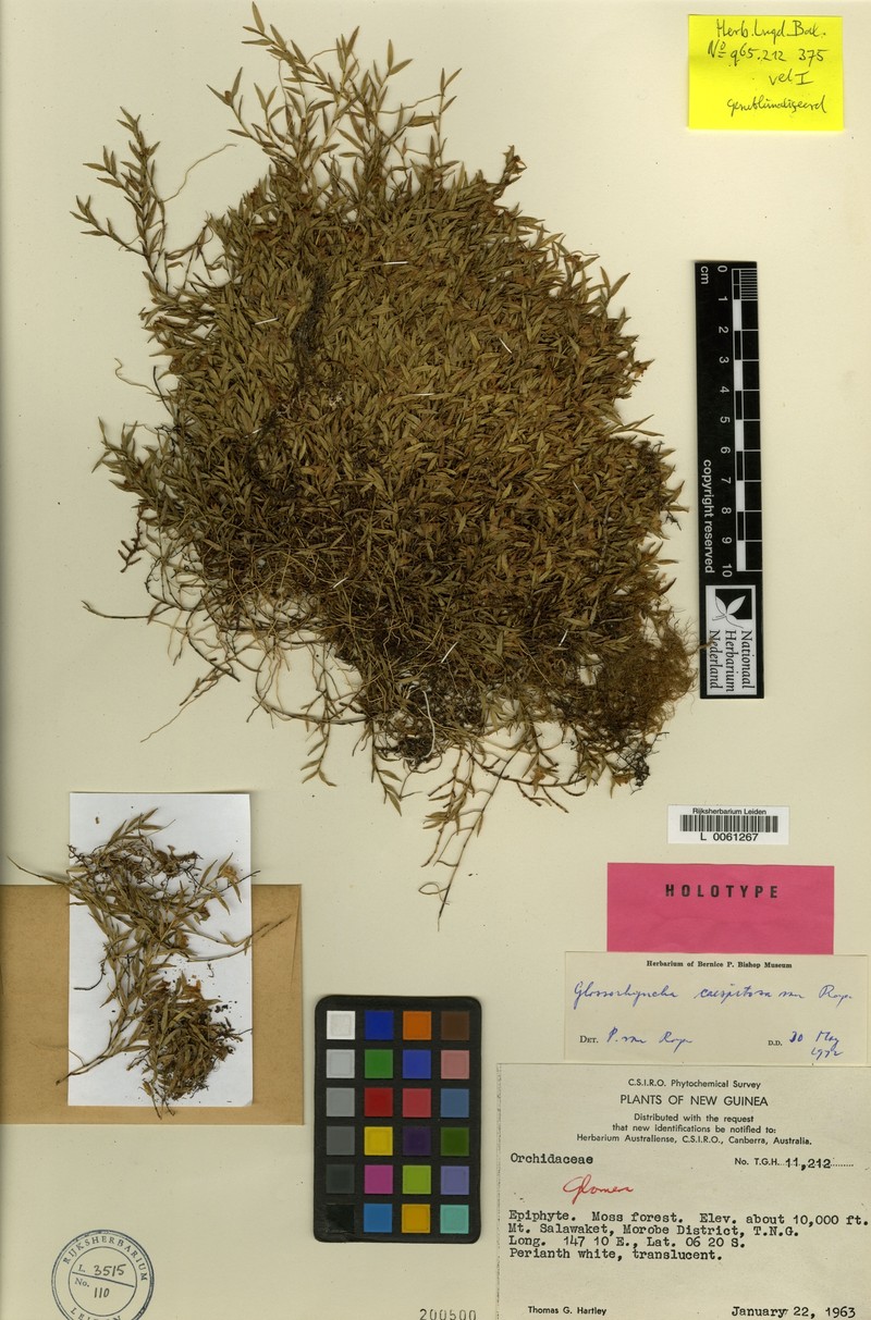 Glomera caespitosa photo 3