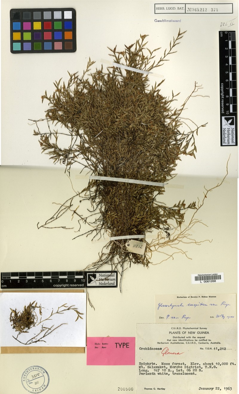 Glomera caespitosa photo 4
