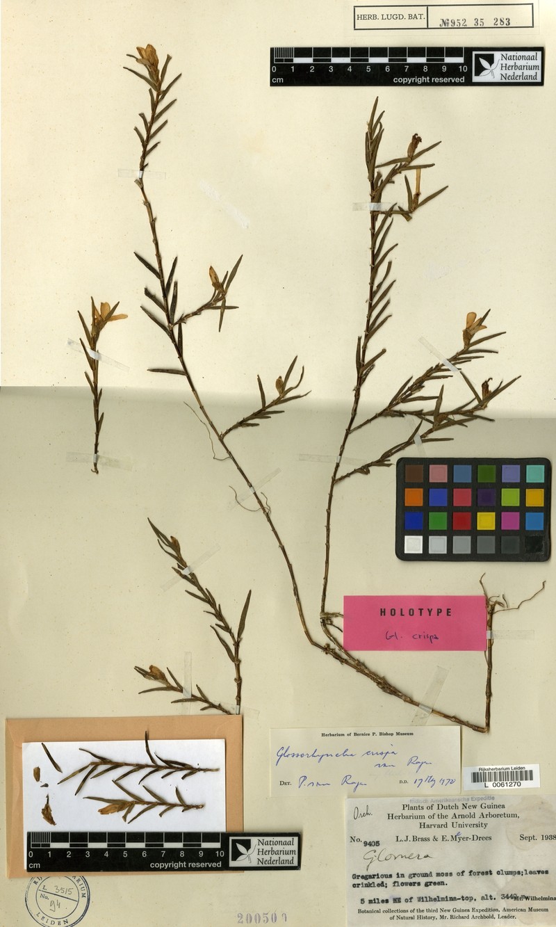 Glomera crispa