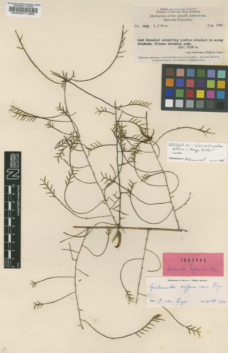 Glomera diffusa