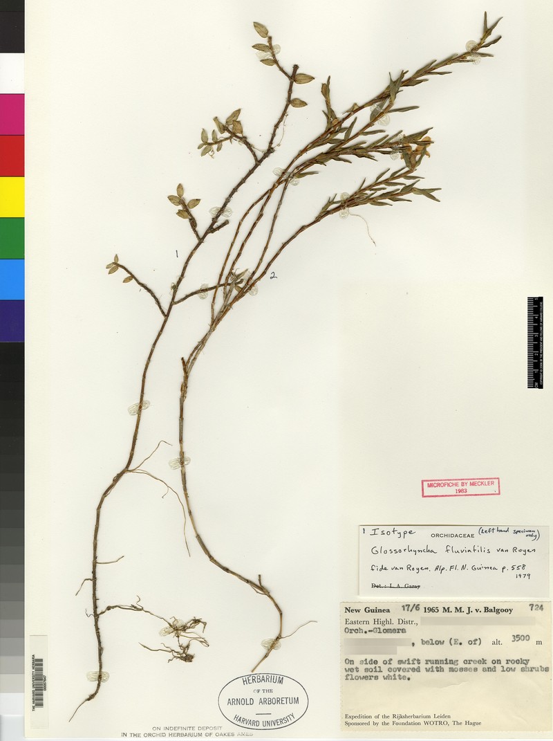 Glomera fluviatilis