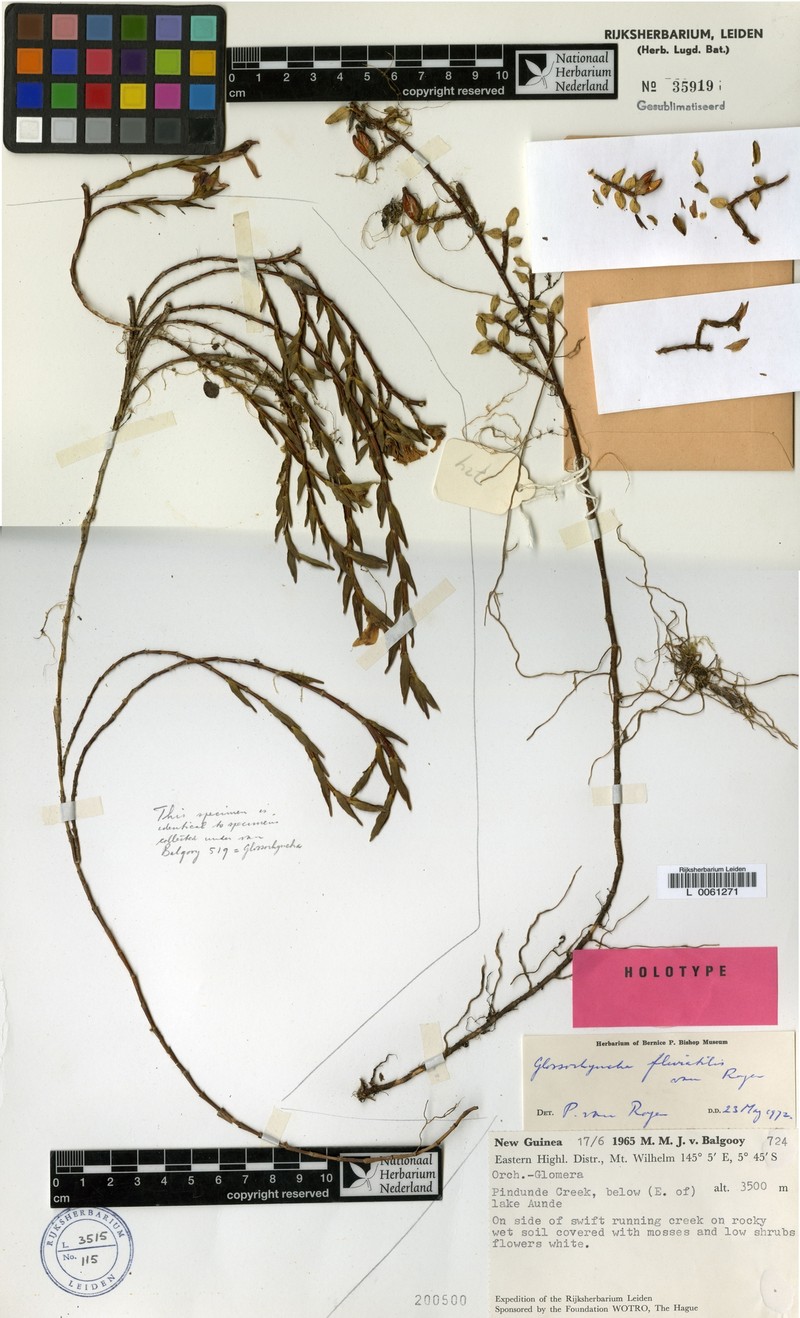 Glomera fluviatilis photo 2