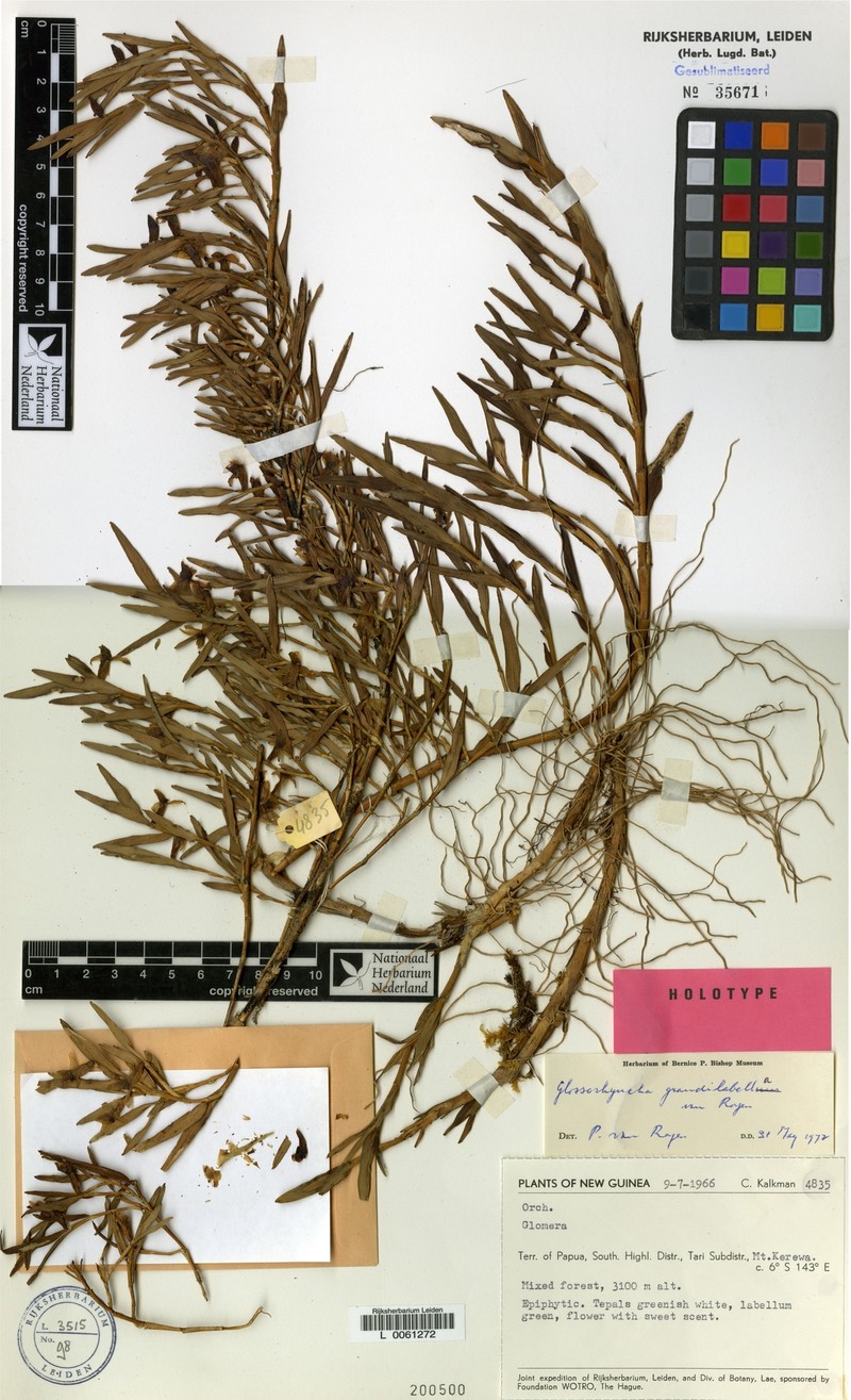 Glomera grandilabella