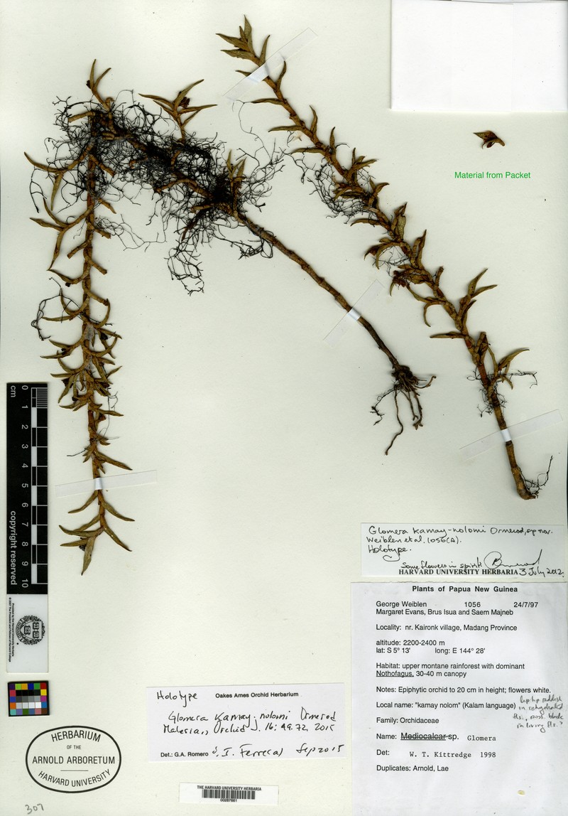 Glomera kamay-nolomi