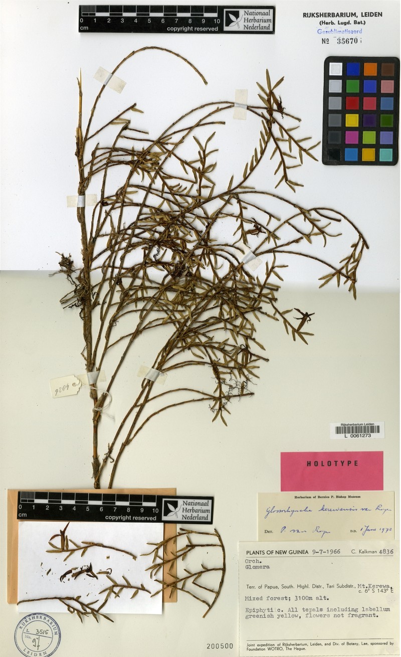 Glomera kerewensis photo 2
