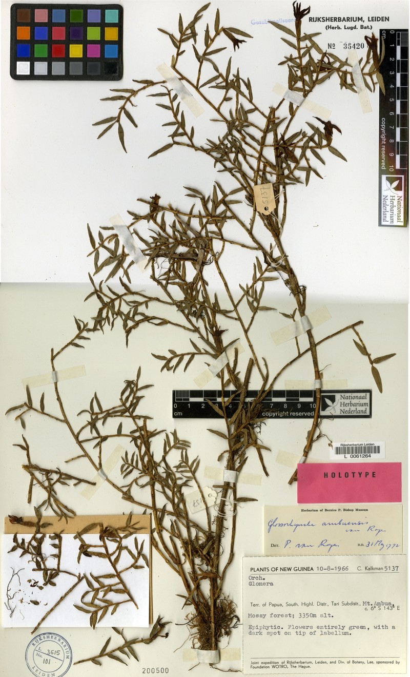 Glomera kerewensis photo 3