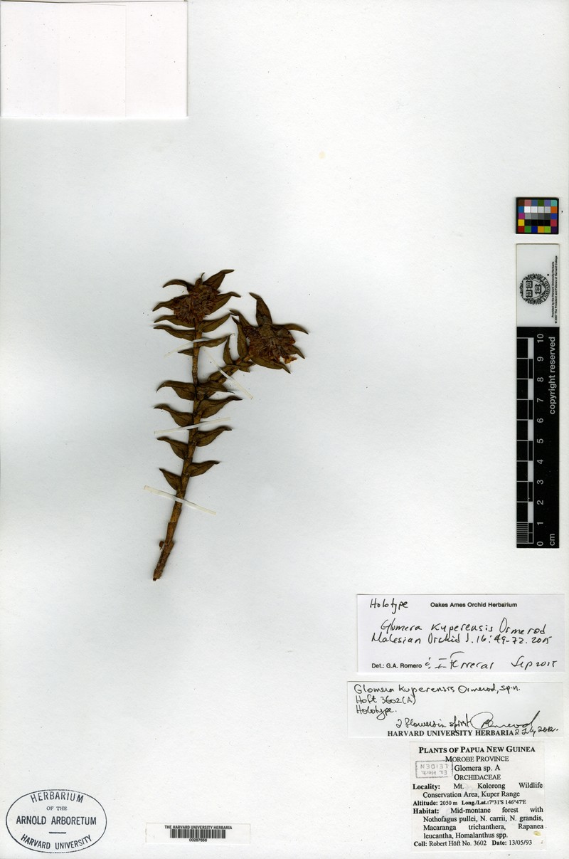 Glomera kuperensis