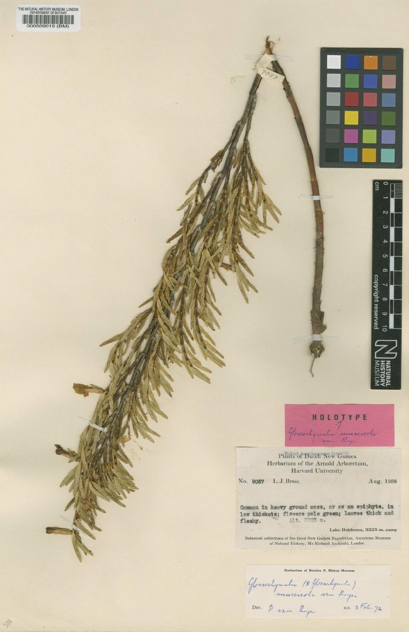 Glomera muscicola