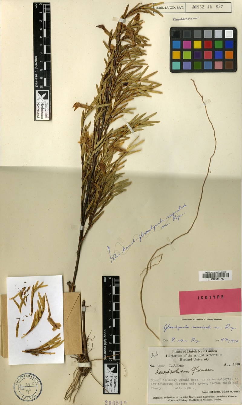 Glomera muscicola photo 2