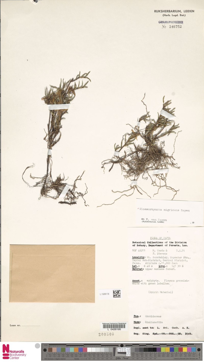 Glomera nigricans