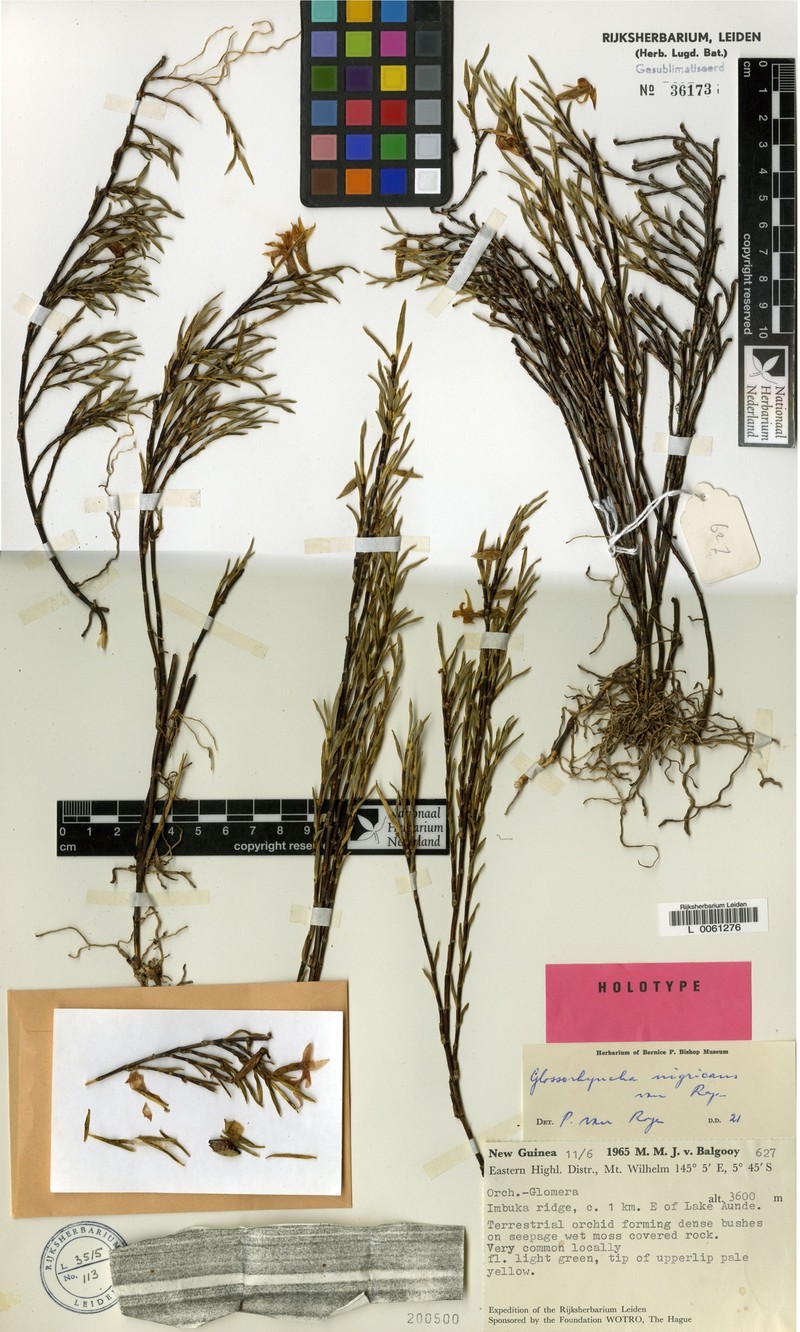 Glomera nigricans photo 2