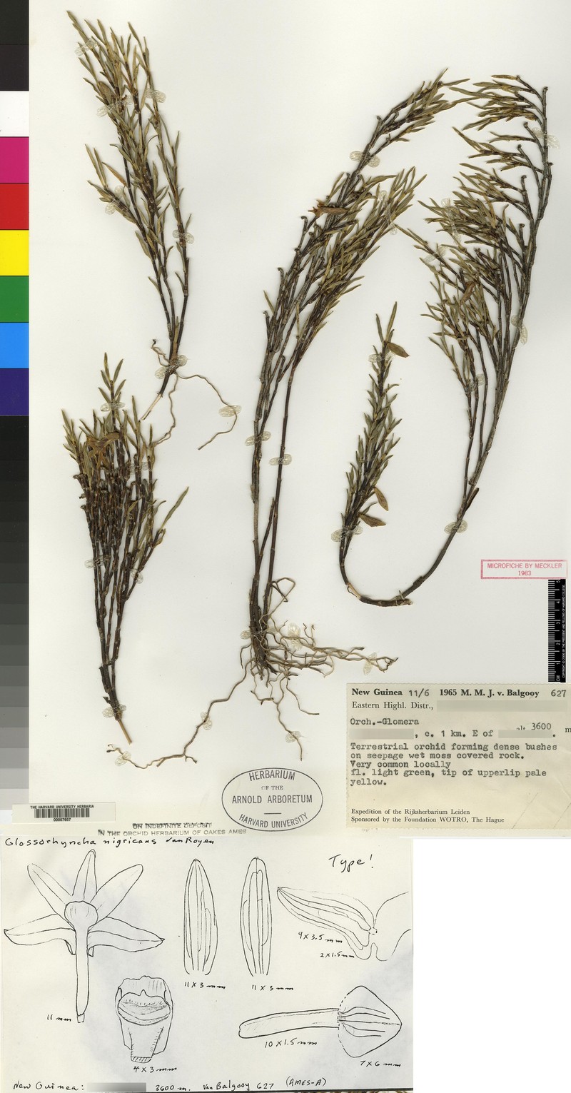 Glomera nigricans photo 4