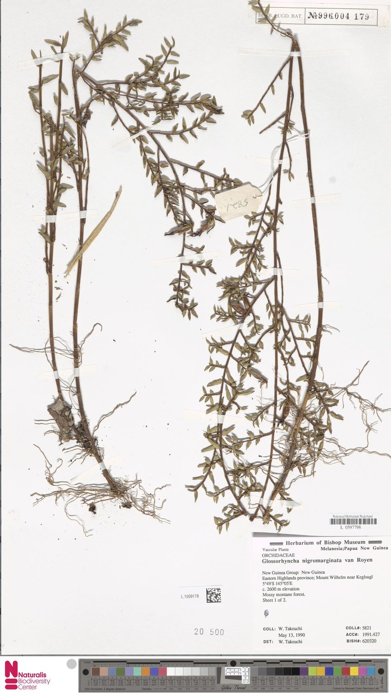 Glomera nigrimarginata