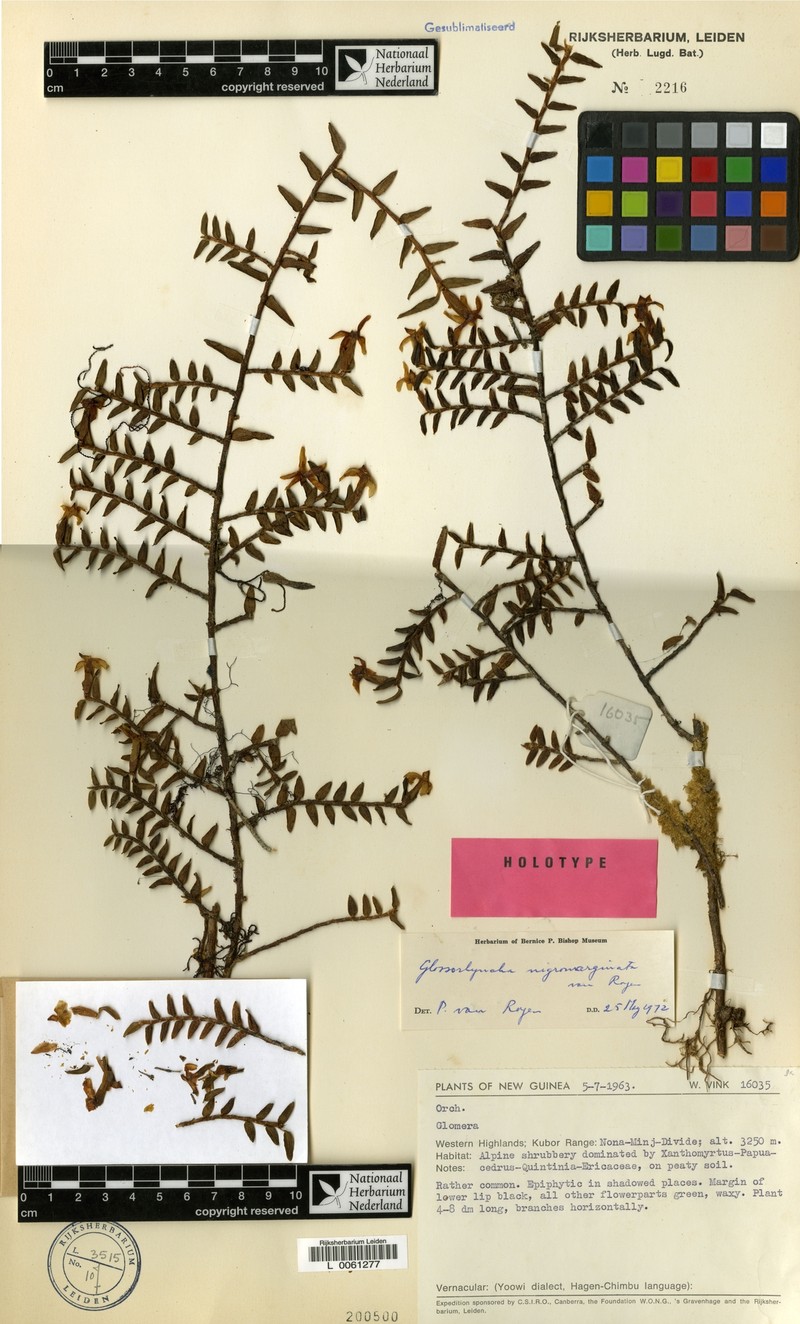 Glomera nigrimarginata photo 2