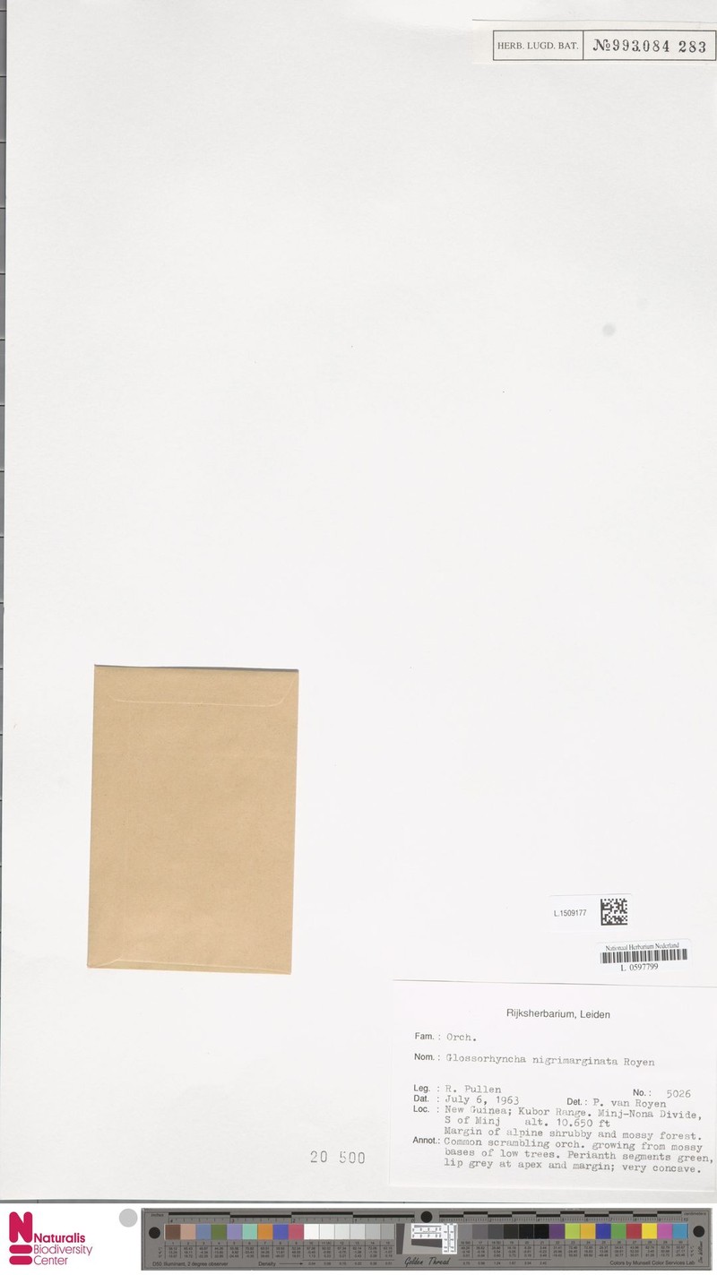 Glomera nigrimarginata photo 3