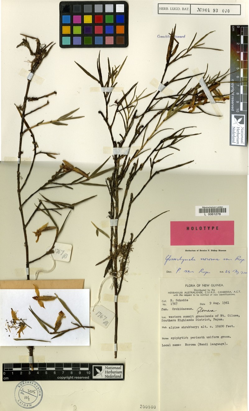 Glomera noroma