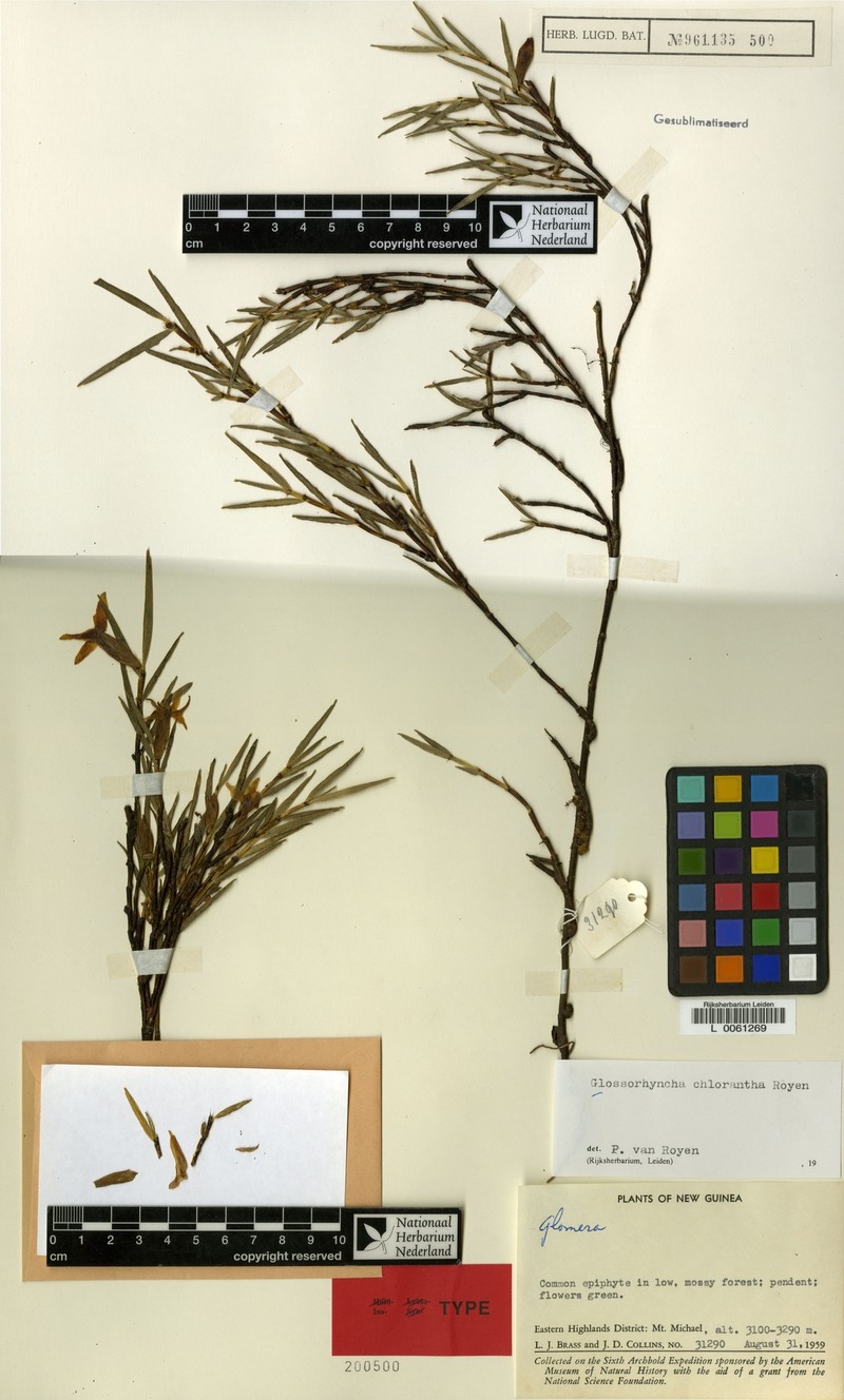 Glomera noroma photo 2