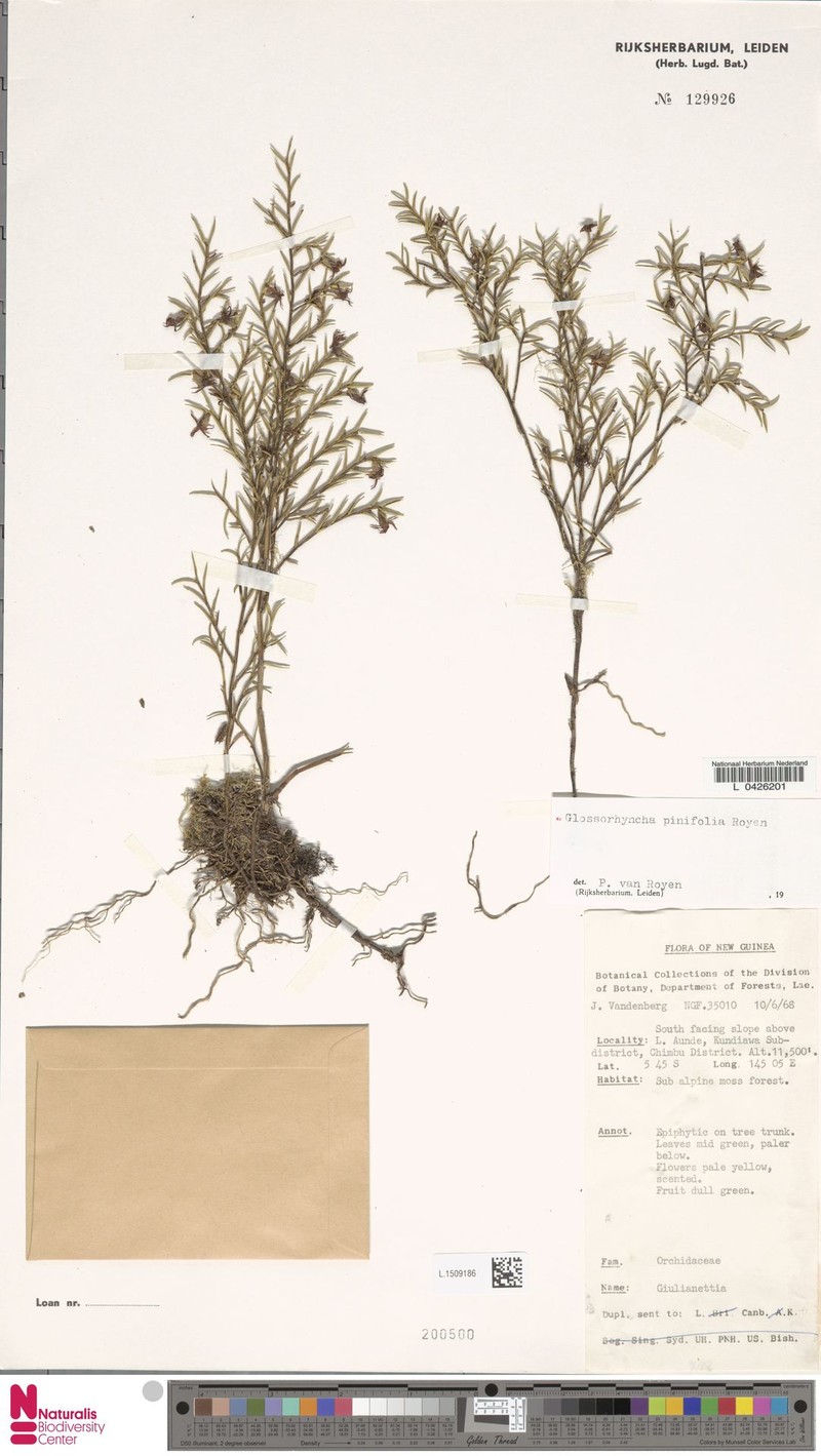 Glomera pinifolia