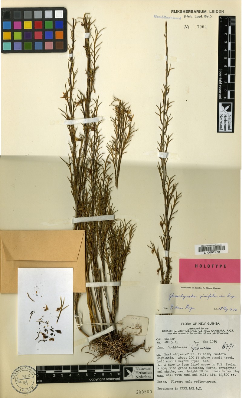 Glomera pinifolia photo 2