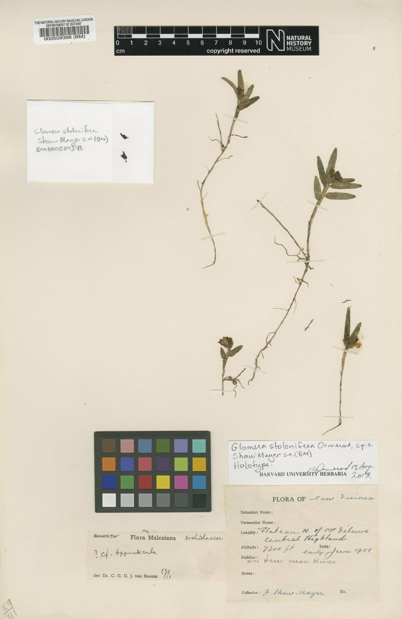 Glomera stolonifera