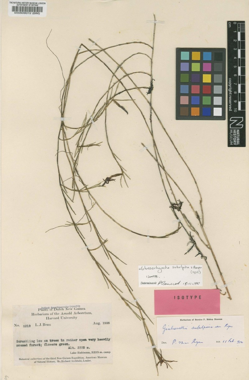 Glomera subnivalis